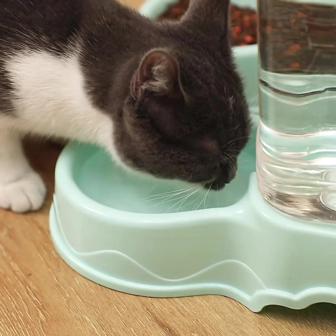 Cat Pet Automatic Feeder Drinking Bowl Large Capacity Dog 3.8L Combination Grain Storage Bucket Supplier